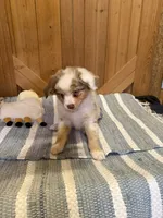 Flash, a male Miniature American Shepherd for sale in Gulf Breeze, FL – 2 of 3