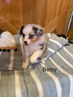 Betsy, a female Miniature American Shepherd for sale in Gulf Breeze, FL – 1 of 3
