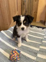 Major, a male Miniature American Shepherd for sale in Gulf Breeze, FL – 2 of 3