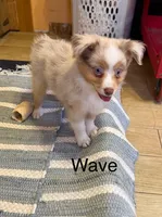 Wave, a male Miniature American Shepherd for sale in Gulf Breeze, FL – 1 of 3