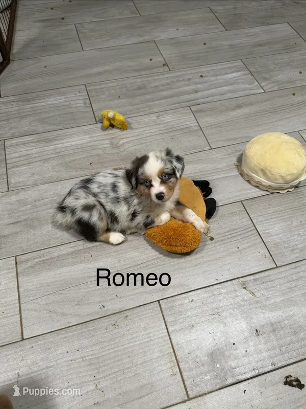 Romeo – Miniature American Shepherd puppy for sale in Gulf Breeze, FL