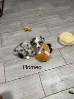 Romeo, a male Miniature American Shepherd for sale in Gulf Breeze, FL – 1 of 1