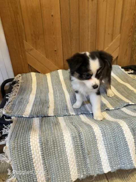 Major – Miniature American Shepherd puppy for sale in Gulf Breeze, FL