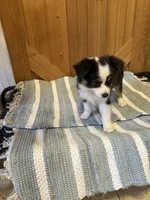 Major, a male Miniature American Shepherd for sale in Gulf Breeze, FL – 1 of 3