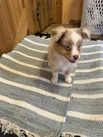 Wave, a male Miniature American Shepherd for sale in Gulf Breeze, FL – 2 of 3