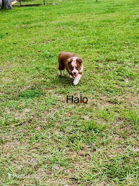 Halo – Miniature American Shepherd puppy for sale in Gulf Breeze, FL