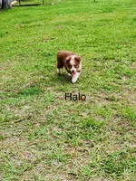 Halo, a male Miniature American Shepherd for sale in Gulf Breeze, FL – 1 of 1