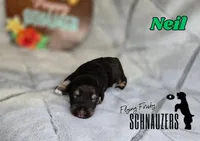 Neil, a male Miniature Schnauzer for sale in Vinita, OK – Photo 6 of 6