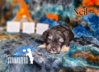 Neil, a male Miniature Schnauzer for sale in Vinita, OK – Photo 3 of 6