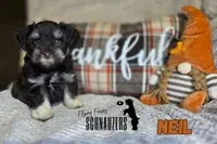 Neil, a male Miniature Schnauzer for sale in Vinita, OK – Photo 1 of 6