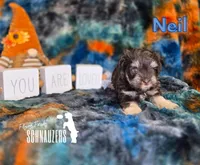 Neil, a male Miniature Schnauzer for sale in Vinita, OK – Photo 4 of 6