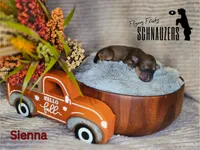 Sienna, a female Miniature Schnauzer for sale in Vinita, OK – Photo 6 of 6