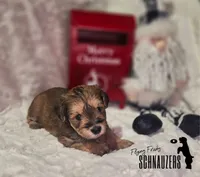 Sienna, a female Miniature Schnauzer for sale in Vinita, OK – Photo 2 of 6