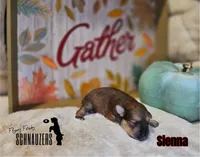 Sienna, a female Miniature Schnauzer for sale in Vinita, OK – Photo 5 of 6