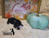 Clay, a male Miniature Schnauzer for sale in Vinita, OK – Photo 7 of 8