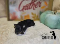 Clay, a male Miniature Schnauzer for sale in Vinita, OK – Photo 6 of 8