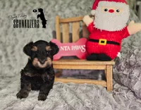 Clay, a male Miniature Schnauzer for sale in Vinita, OK – Photo 1 of 8