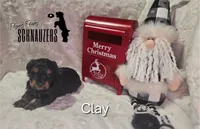 Clay, a male Miniature Schnauzer for sale in Vinita, OK – Photo 4 of 8