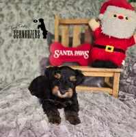 Clay, a male Miniature Schnauzer for sale in Vinita, OK – Photo 2 of 8