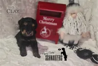 Clay, a male Miniature Schnauzer for sale in Vinita, OK – Photo 3 of 8