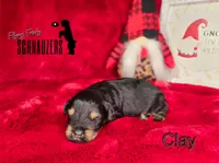 Clay, a male Miniature Schnauzer for sale in Vinita, OK – Photo 5 of 8