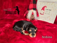 Sedona, a female Miniature Schnauzer for sale in Vinita, OK – Photo 1 of 4