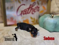 Sedona, a female Miniature Schnauzer for sale in Vinita, OK – Photo 2 of 4