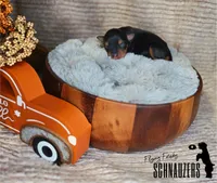 Sedona, a female Miniature Schnauzer for sale in Vinita, OK – Photo 4 of 4