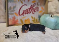 Sedona, a female Miniature Schnauzer for sale in Vinita, OK – Photo 3 of 4