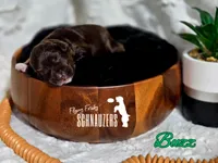 Buzz, a male Miniature Schnauzer for sale in Vinita, OK – Photo 6 of 7