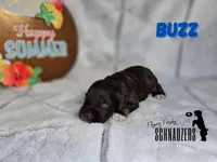 Buzz, a male Miniature Schnauzer for sale in Vinita, OK – Photo 7 of 7