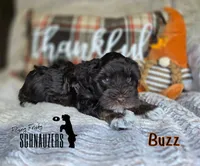 Buzz, a male Miniature Schnauzer for sale in Vinita, OK – Photo 2 of 7