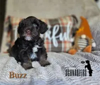 Buzz, a male Miniature Schnauzer for sale in Vinita, OK – Photo 1 of 7