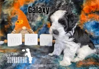 Galaxy, a female Miniature Schnauzer for sale in Vinita, OK – Photo 3 of 6