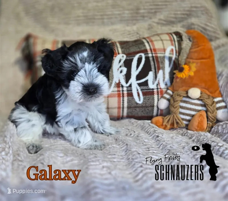 Galaxy, a female Miniature Schnauzer for sale in Vinita, OK – Photo 1 of 6
