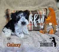Galaxy, a female Miniature Schnauzer for sale in Vinita, OK – Photo 1 of 6