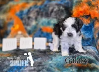 Galaxy, a female Miniature Schnauzer for sale in Vinita, OK – Photo 4 of 6