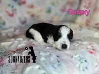 Galaxy, a female Miniature Schnauzer for sale in Vinita, OK – Photo 5 of 6