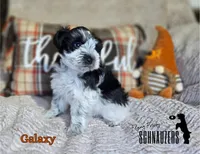 Galaxy, a female Miniature Schnauzer for sale in Vinita, OK – Photo 2 of 6