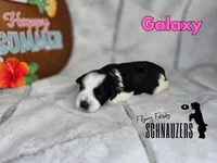 Galaxy, a female Miniature Schnauzer for sale in Vinita, OK – Photo 6 of 6