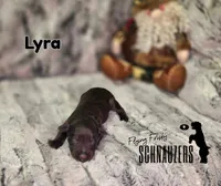 Lyra, a female Miniature Schnauzer for sale in Vinita, OK – Photo 2 of 2