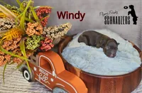 Windy, a female Miniature Schnauzer for sale in Vinita, OK – Photo 5 of 5