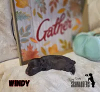 Windy, a female Miniature Schnauzer for sale in Vinita, OK – Photo 3 of 5