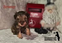 Breezy, a female Miniature Schnauzer for sale in Vinita, OK – Photo 2 of 7