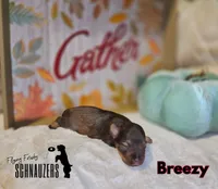 Breezy, a female Miniature Schnauzer for sale in Vinita, OK – Photo 6 of 7