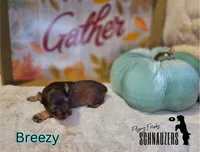 Breezy, a female Miniature Schnauzer for sale in Vinita, OK – Photo 7 of 7