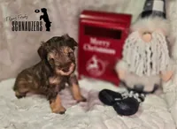 Breezy, a female Miniature Schnauzer for sale in Vinita, OK – Photo 1 of 7