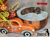 Breezy, a female Miniature Schnauzer for sale in Vinita, OK – Photo 5 of 7