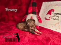 Breezy, a female Miniature Schnauzer for sale in Vinita, OK – Photo 3 of 7