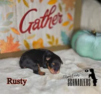 Rusty, a male Miniature Schnauzer for sale in Vinita, OK – Photo 8 of 8